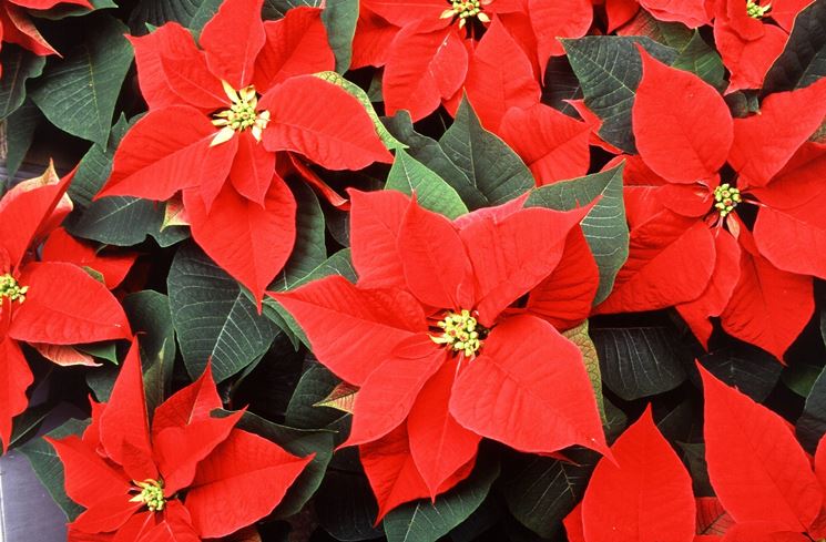 Fiore Stella Di Natale.Cura Stella Di Natale Piante Da Interno Come Prendersi Cura Della Stella Di Natale