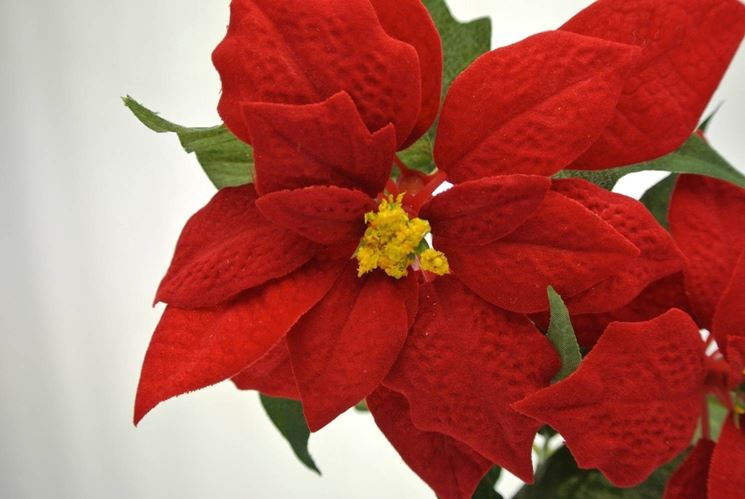 Stella Di Natale Fiore Cure.Cura Stella Di Natale Piante Da Interno Come Prendersi Cura Della Stella Di Natale