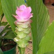 Pianta curcuma