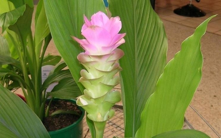 Pianta curcuma