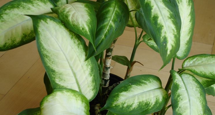 dieffenbachia