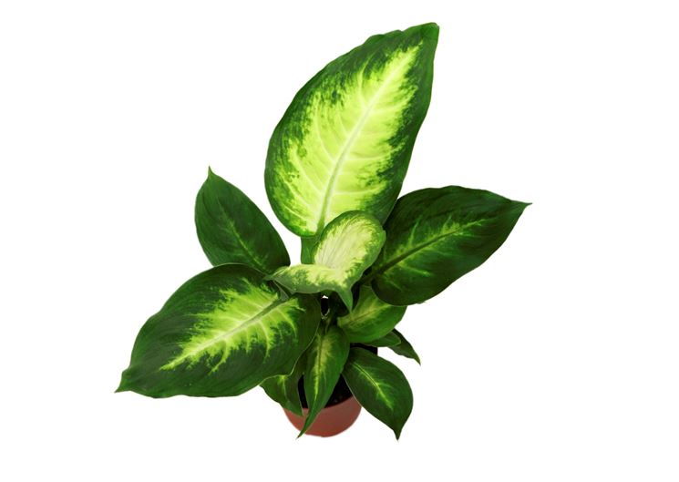 foglie dieffenbachia