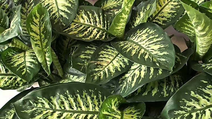 dieffenbachia tropic snow