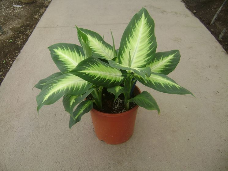 dieffenbachia