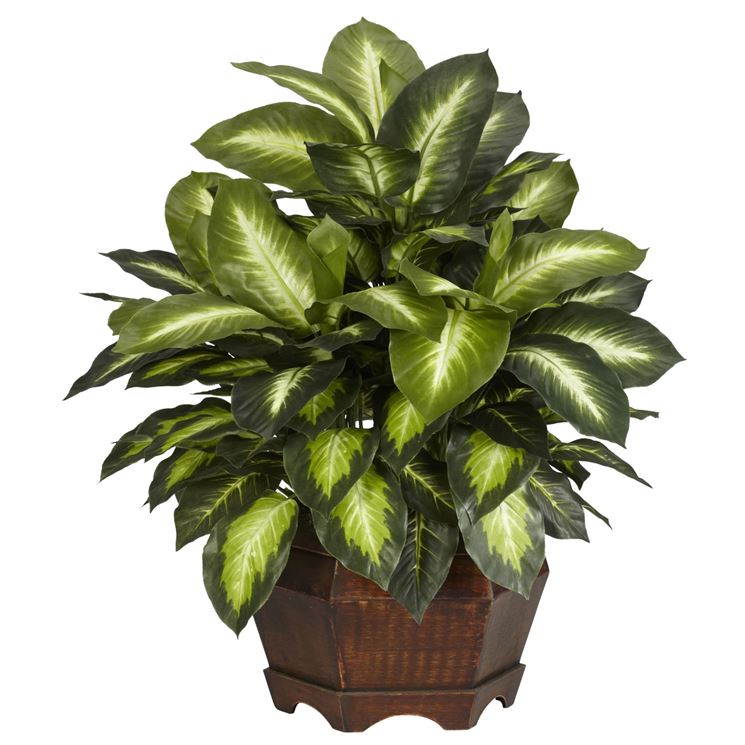 foglie dieffenbachia