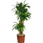 dracena