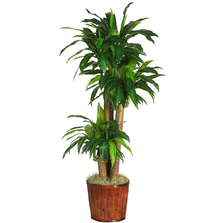 dracena