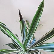 Dracaena Deremensis