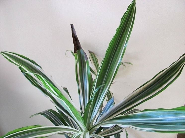 Dracaena Deremensis