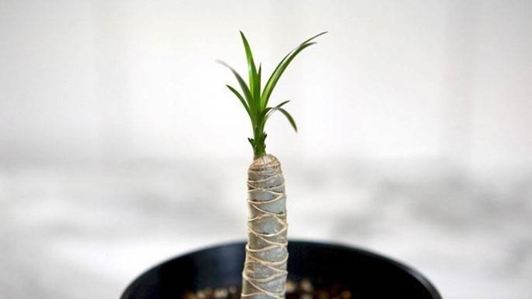 Nuovo germoglio di dracena