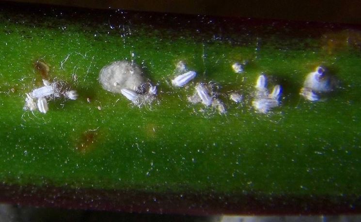 Cocciniglia su foglia di dracena marginata