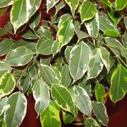 Ficus benjamin foglie