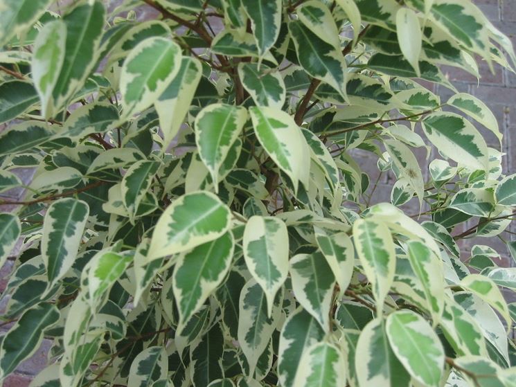 Ficus pianta