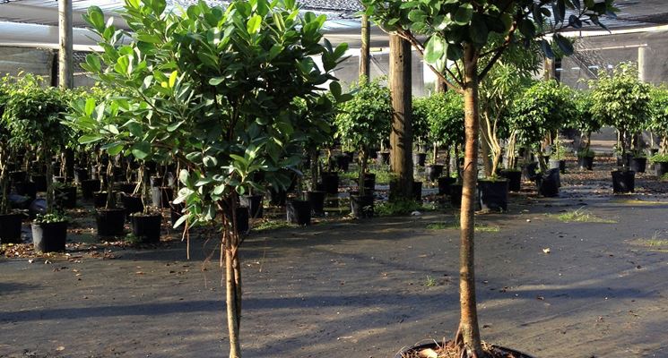 ficus benjamina