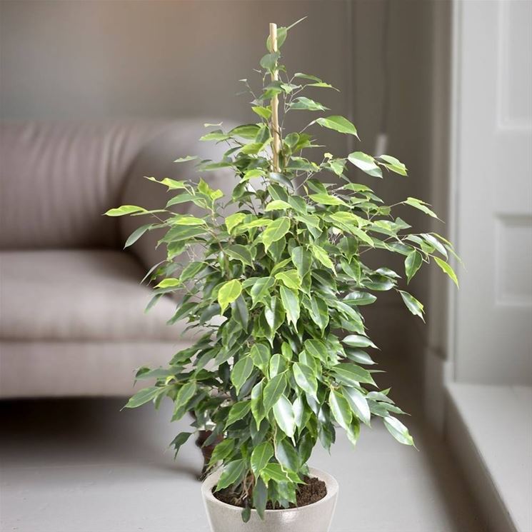 foglie ficus benjamina