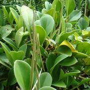 Ficus elastica pianta