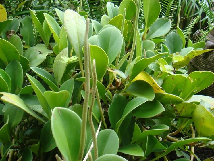 Ficus elastica pianta