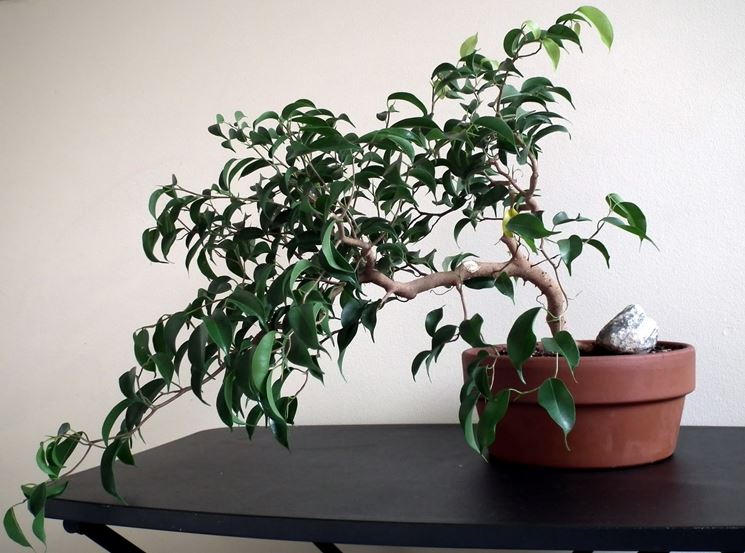 Bonsai ficus