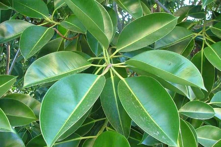 Foglie ficus elastica