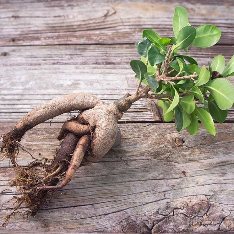 Ficus ginseng radici