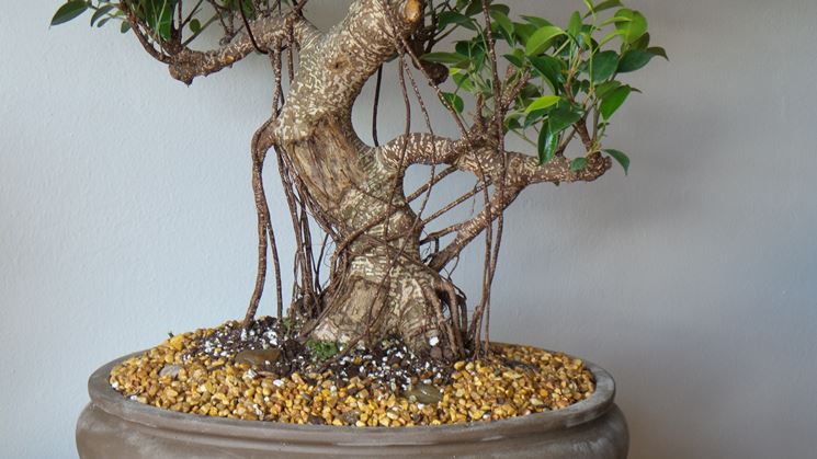 Tronco di ficus adulto