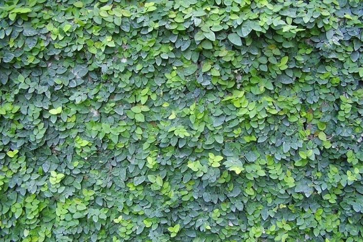 ficus pumila