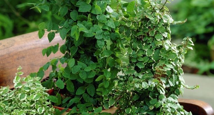 Ficus repens in ambiente esterno.