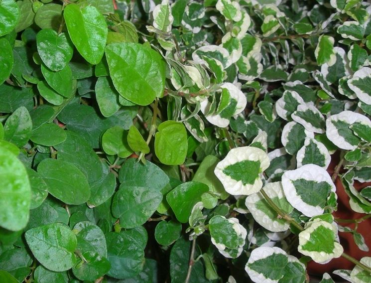 Dettaglio fogliame ficus repens.