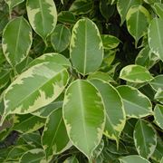 Ficus benjamin