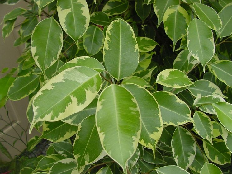 Ficus benjamin