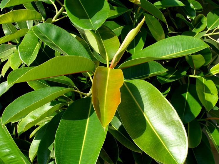 Ficus Elastica