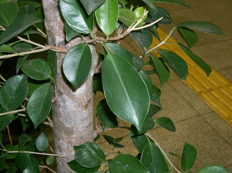 Foglie Ficus Benjamin