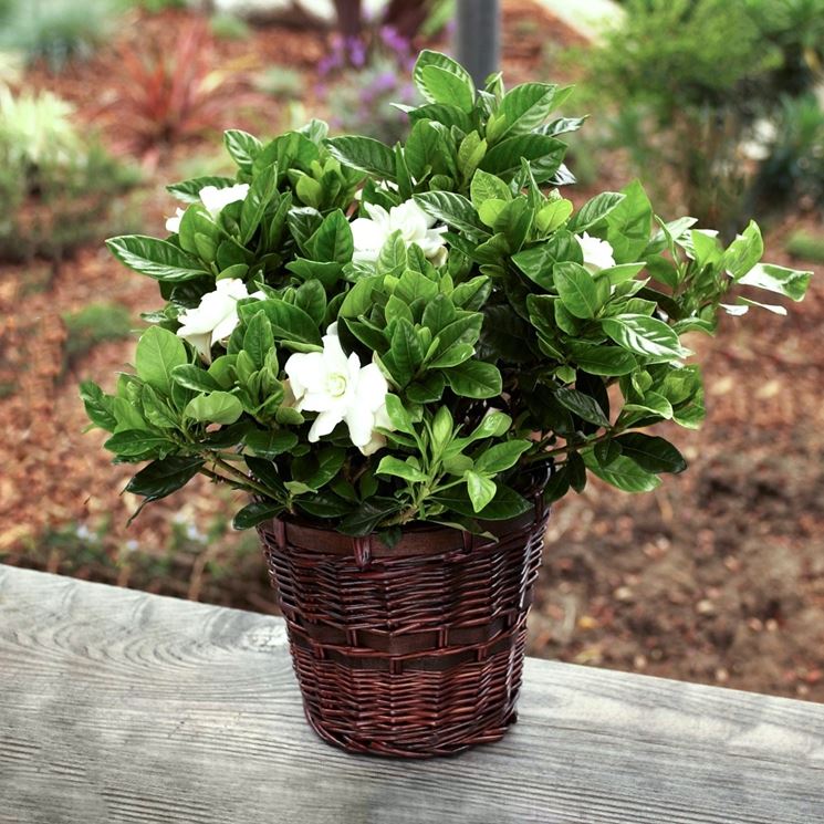 Caratteristici fiori della gardenia