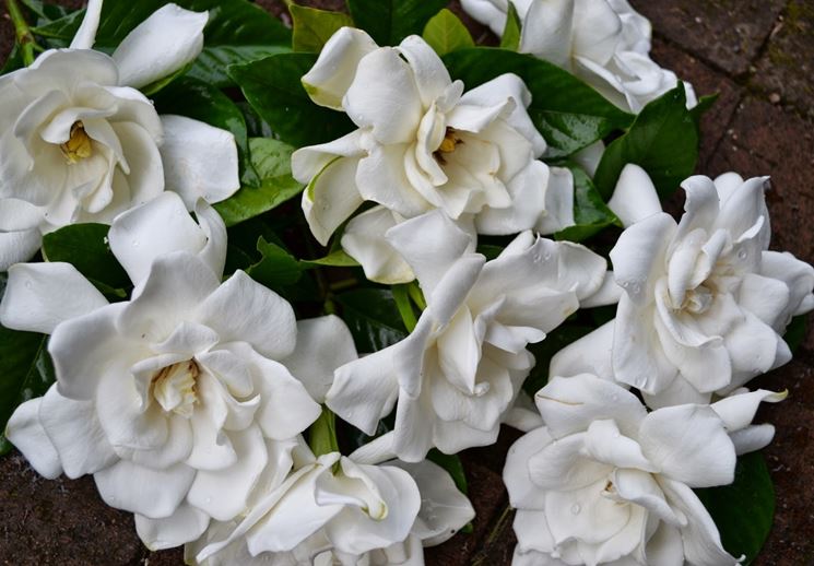 Fiore di gardenia curato