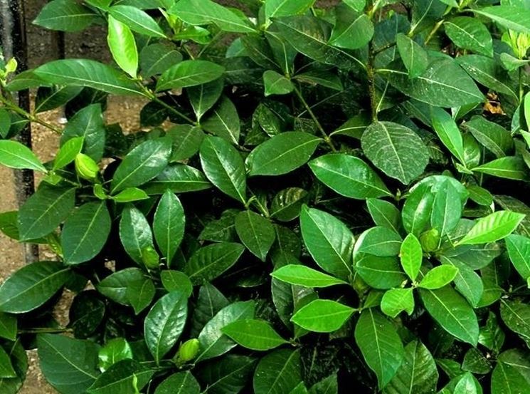 Le foglie della gardenia jasminoides