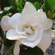 Gardenia jasminodes