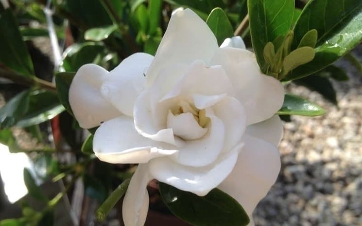 Gardenia jasminodes