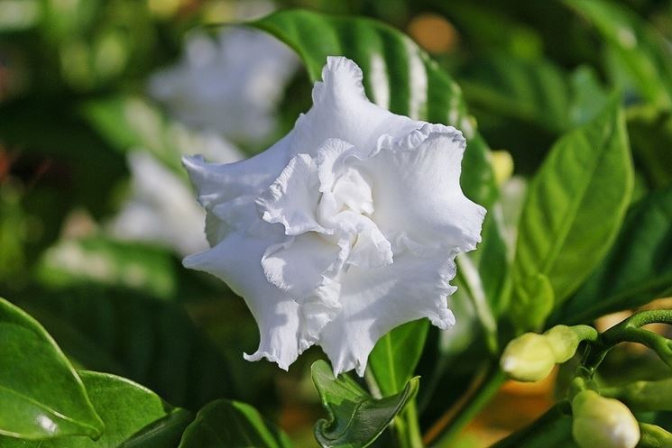 Annaffiare e curare la Gardenia