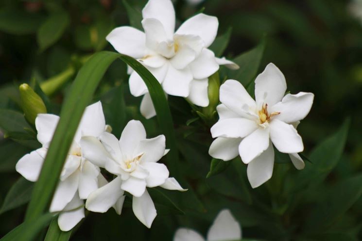 Gardenia in fiore