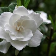 fiore gardenia