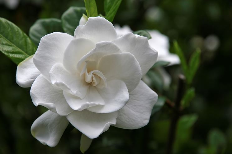 fiore gardenia