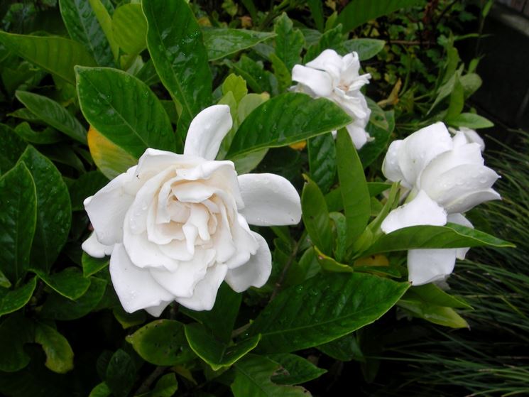 fiore gardenia