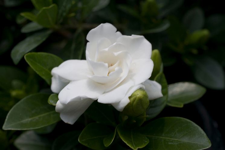 fiore gardenia