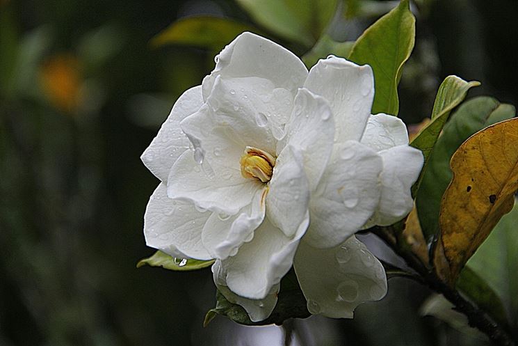 gardenia