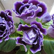 gloxinia