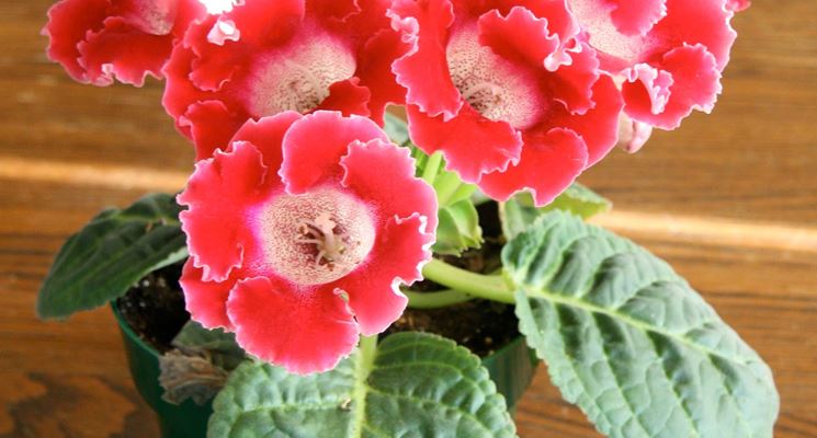 gloxinia