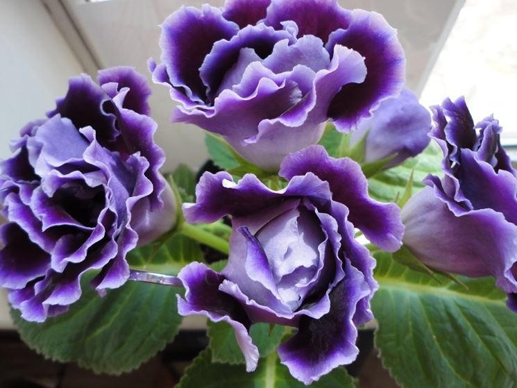 gloxinia