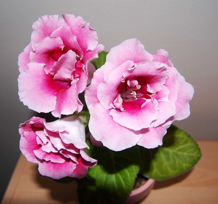 gloxinia