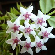 Hoya bella