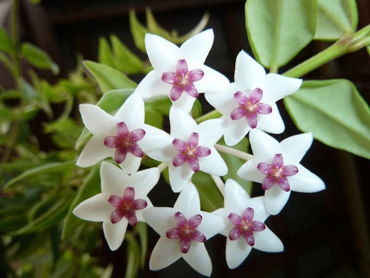 Hoya bella